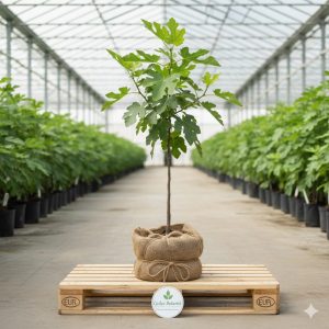 İncir Fidanı Topraklı Söküm Sarılop İncir 80-100 cm