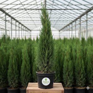 Kara Selvi Cupressus Sempervirens 80-100 cm