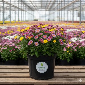 Kasımpatı Chrysanthemum