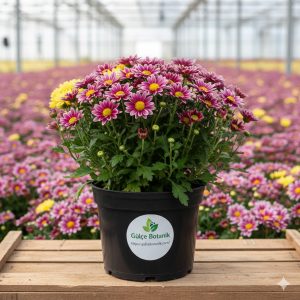 Kasımpatı Chrysanthemum