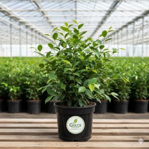 Kauçuk Ficus Elastica