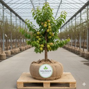 Kayısı Fidanı Flopria Kayısı 2 Yaş