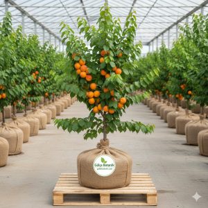 Kayısı Fidanı Roxana Kayısı 2 Yaş