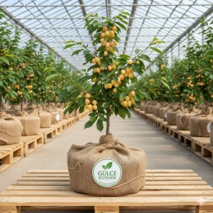 Kiraz Fidanı Beyaz Kiraz 2 Yaş