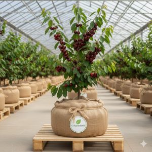 Kiraz Fidanı Z-900 Kiraz 2 Yaş