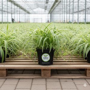 Kurdele Chlorophytum comosum