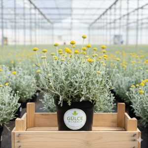 Lavantin Santolina Chamaecyparissus