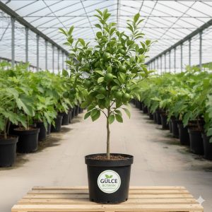 Limon-Yediveren Limon Fidanı 2-3 Yaş Tüplü