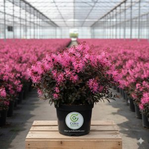 Loropetalum Pembe Rüya Çiçeği Loropetalum chinense Black Pearl