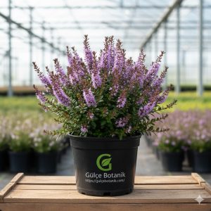 Mor Yavşan Çalısı Hebe-Hebe veronica elliptica