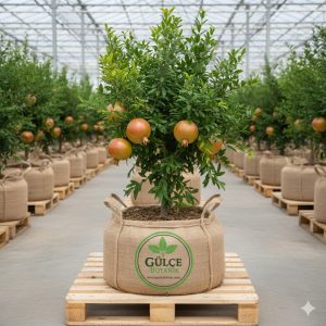 Nar Fidanı Devedişi Nar 2 Yaş