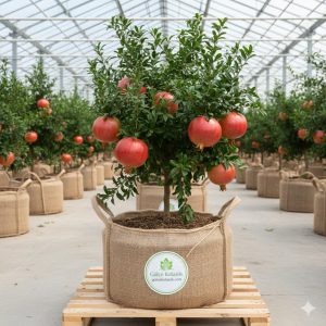 Nar Fidanı Hicaz Nar 2 Yaş