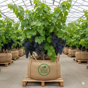 Öküzgözü Üzüm Fidanı 2 Yaş