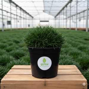 Osmanlı Çimi Ophiopogon Japonicus Minor