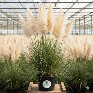 Pampas Sazı Cortaderia Selloana