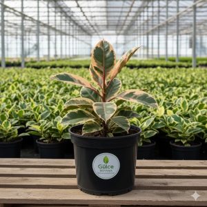 Pembe Alacalı Kauçuk- Ficus Elastica Belize