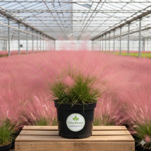 Pembe Pamuk Şekeri Muhlenbergia Capillaris Pink Muhly