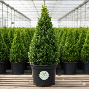 Piramit Şimşir Buxus sempervirens Pyramidalis