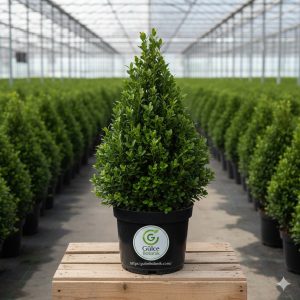Piramit Şimşir Buxus sempervirens Pyramidalis