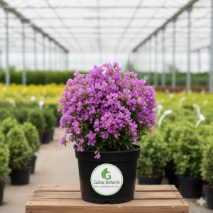 Poligala Çiçeği, Süt Otu- Polygala Myrtifolia ürünü