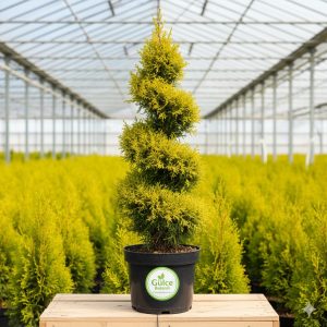 Ponpon Limon Çamı-Servi Cupressus macrocarpa Goldcrest Spiral