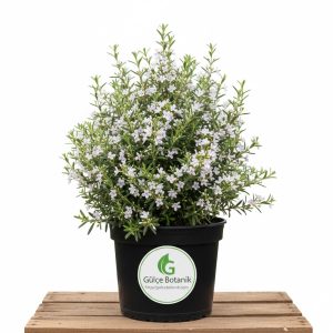 Sahil Biberiyesi Vestringa -Westringia rosmariniformis