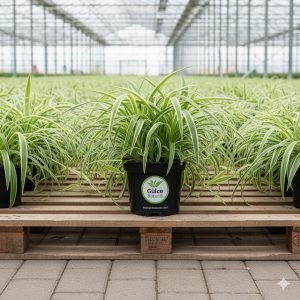 Şeflera-Schefflera gold capella