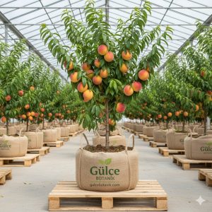 Şeftali Fidanı Hale Şeftali 2 Yaş