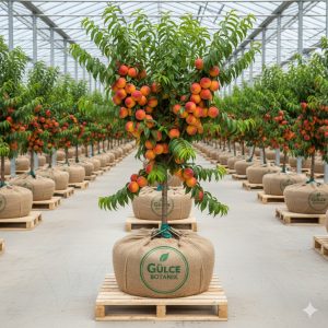 Şeftali Fidanı Monreo Şeftali 2 Yaş