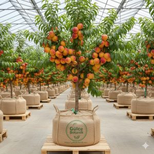 Şeftali Fidanı Royal Glory Şeftali 2 Yaş