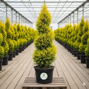 Spiral Limon Çamı Cupressus macrocarpa Goldcrest Spiral- 180-200 cm