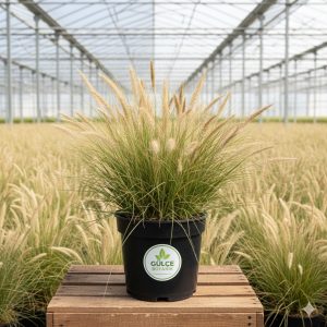 Stipa-At Kuyruğu Çimi Stipa Tenuifolia