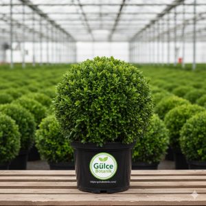 Top Şimşir Buxus sempervirens Ball