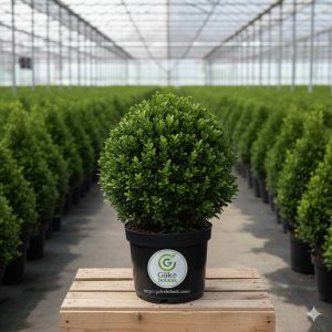 Top Şimşir Buxus sempervirens Ball