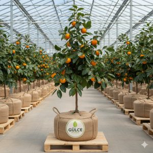 Trabzon Hurması Fidanı Gökyenilen Trabzon Hurması (Cennet Hurması) 2 Yaş