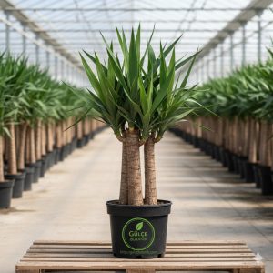 Yukka Bitkisi Yucca Massengena 110 cm