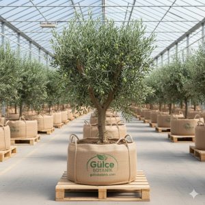 Zeytin Fidanı Deliceye Aşılı Domat Zeytin Fidanı 3 Yaş