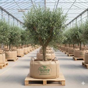 Zeytin Fidanı Arbequina Zeytin Fidanı 2 Yaş 35-50 cm