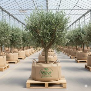 Zeytin Fidanı Deliceye Aşılı Memecik Zeytin Fidanı 3 Yaş